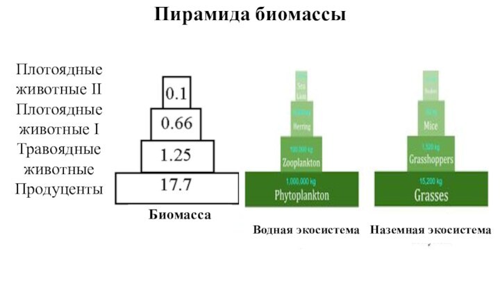 Разнообразие и биомасса. Пирамида биомассы водной экосистемы. Экологическая пирамида биомассы Перевернутая. Экологические пирамиды пирамида биомасс. Экологическая пирамида водной экосистемы.