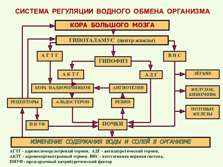 Презентация на тему нарушение водного обмена