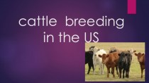 Сattle breeding in the US