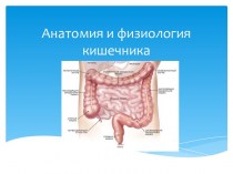 Анатомия и физиология кишечника