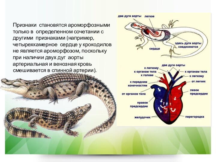 Сердце крокодилов состоит из камер. Сердце крокодила. Ароморфозы земноводных. Сердце крокодилов. Ароморфозы крокодила.