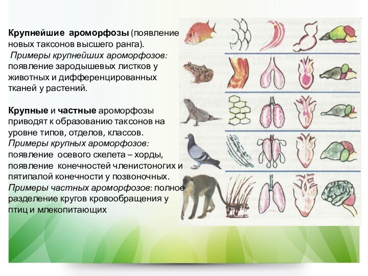 Ароморфозы у животных презентация