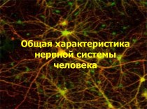 Характеристика нервной системы человека