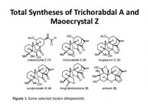 Total Syntheses of Trichorabdal A and Maoecrystal Z
