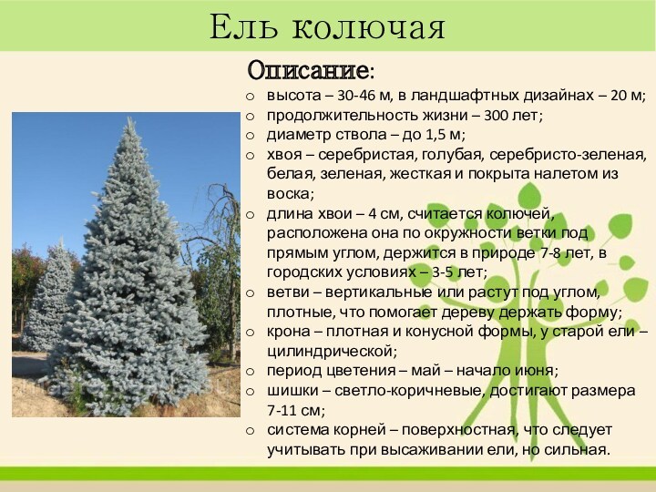 Ель колючаяОписание:высота – 30-46 м, в ландшафтных дизайнах – 20 м;продолжительность жизни – 300 лет;диаметр