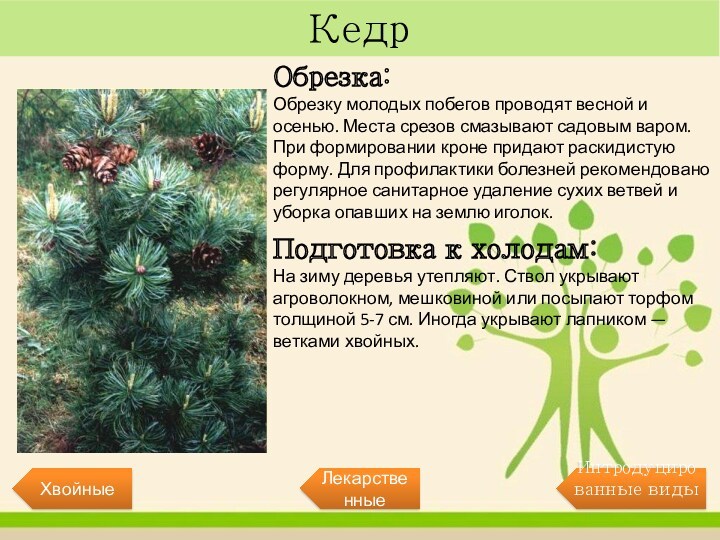 Кедр Обрезка:Обрезку молодых побегов проводят весной и осенью. Места срезов смазывают садовым варом. При формировании