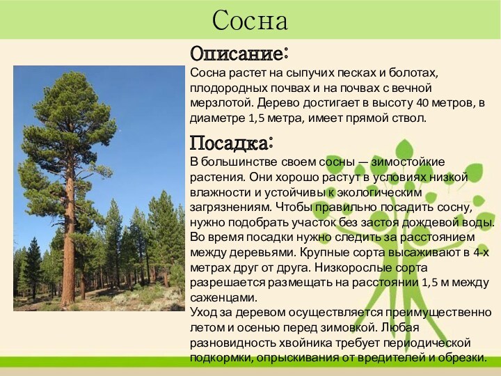 Сосна Описание:Сосна растет на сыпучих песках и болотах, плодородных почвах и на почвах с вечной