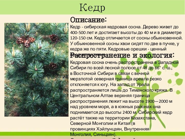 Кедр Описание:Кедр - сибирская кедровая сосна. Дерево живет до 400-500 лет и достигает высоты до