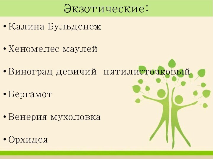 Экзотические:Калина БульденежХеномелес маулейВиноград девичий пятилисточковыйБергамотВенерия мухоловкаОрхидея