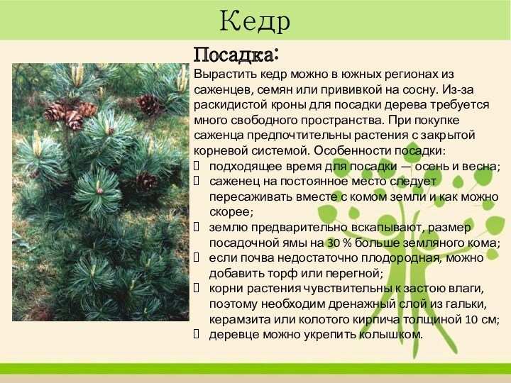 Кедр Посадка:Вырастить кедр можно в южных регионах из саженцев, семян или прививкой на сосну. Из-за