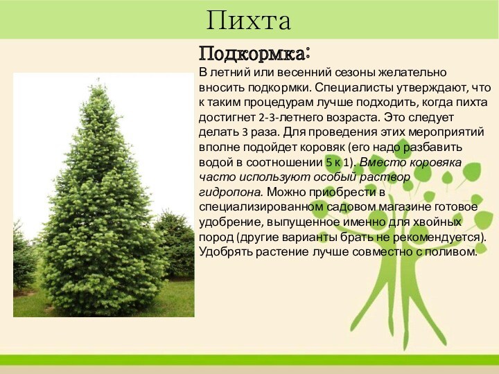 Пихта Подкормка:В летний или весенний сезоны желательно вносить подкормки. Специалисты утверждают, что к таким процедурам