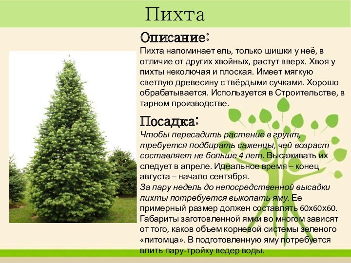 Пихта Описание:Пихта напоминает ель, только шишки у неё, в отличие от других хвойных, растут вверх.