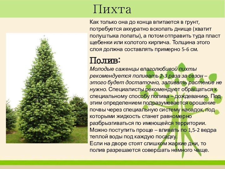 Пихта Как только она до конца впитается в грунт, потребуется аккуратно вскопать днище (хватит полуштыка