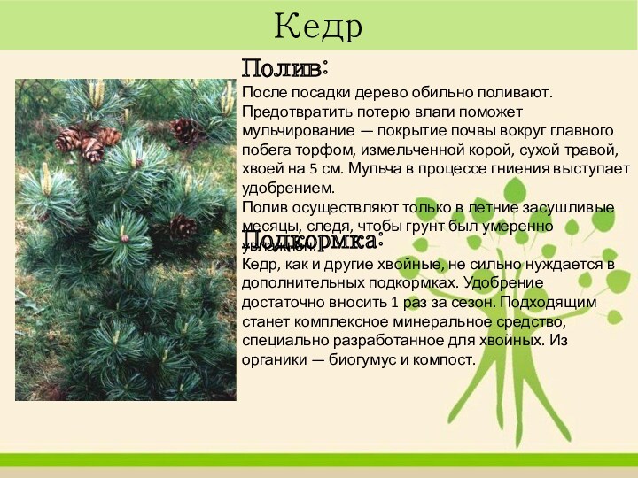 Кедр Полив:После посадки дерево обильно поливают. Предотвратить потерю влаги поможет мульчирование — покрытие почвы вокруг