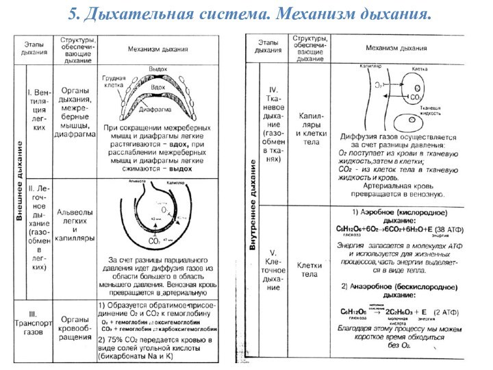 5. Дыхательная система. Механизм дыхания.