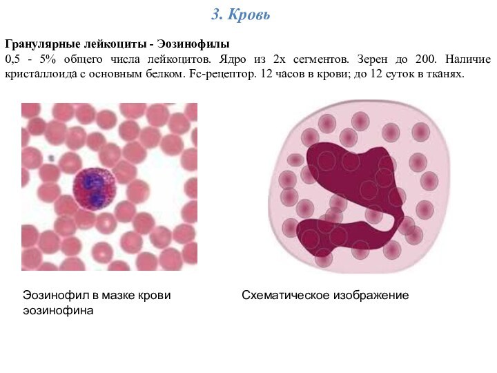 3. КровьГранулярные лейкоциты - Эозинофилы 0,5 - 5% общего числа лейкоцитов. Ядро из 2х сегментов.