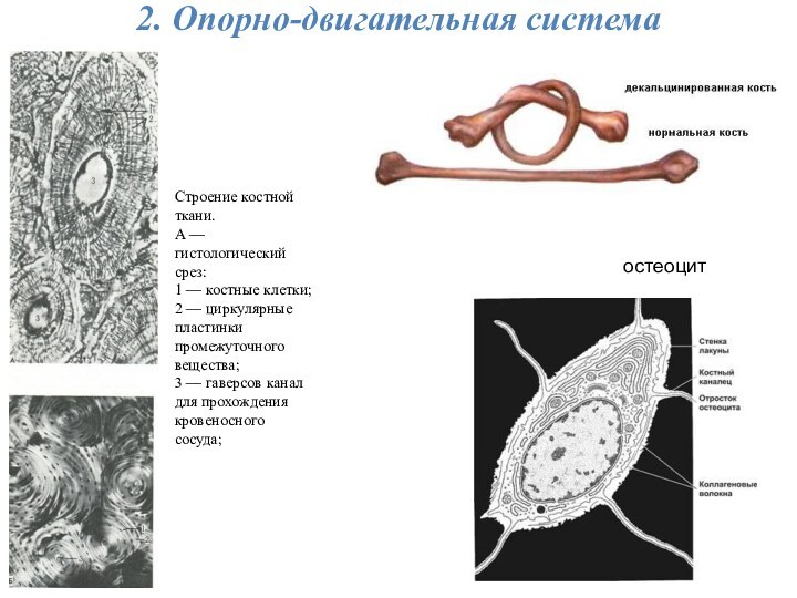 2. Опорно-двигательная системаостеоцитСтроение костной ткани.А — гистологический срез:1 — костные клетки;2 — циркулярные пластинки промежуточного