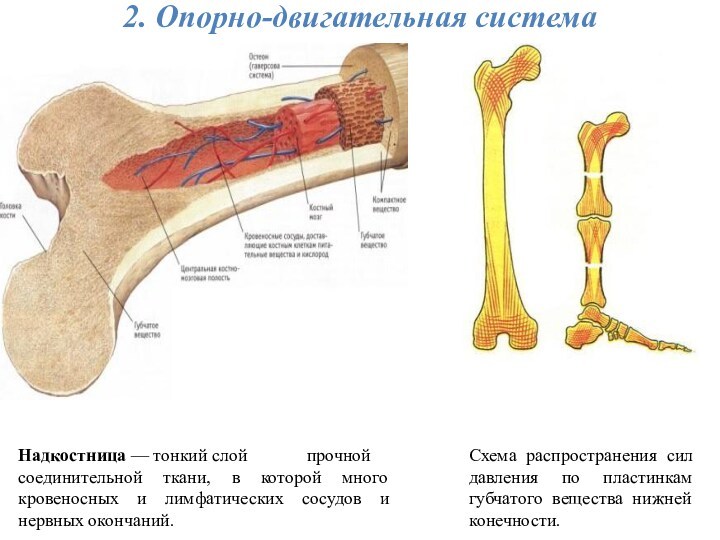 2. Опорно-двигательная системаНадкостница — тонкий слой прочной соединительной ткани, в которой много кровеносных и лимфатических сосудов и нервных