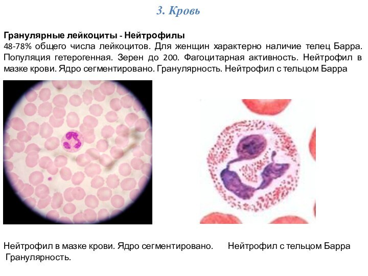 3. КровьГранулярные лейкоциты - Нейтрофилы 48-78% общего числа лейкоцитов. Для женщин характерно наличие телец Барра.