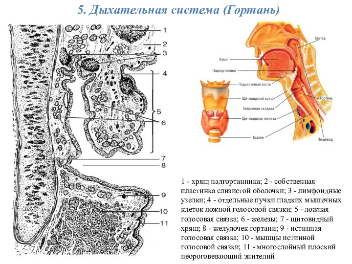 5. Дыхательная система (Гортань)1 - хрящ надгортанника; 2 - собственная пластинка слизистой оболочки; 3 -