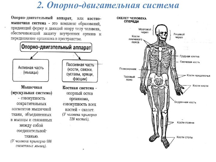 2. Опорно-двигательная система