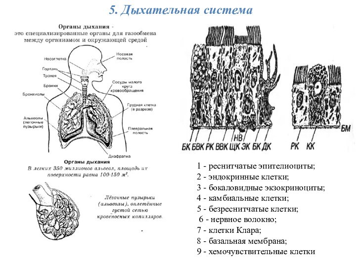 5. Дыхательная система1 - реснитчатые эпителиоциты; 2 - эндокринные клетки; 3 - бокаловидные экзокриноциты; 4