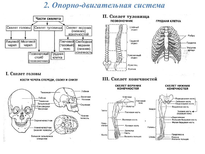 2. Опорно-двигательная система