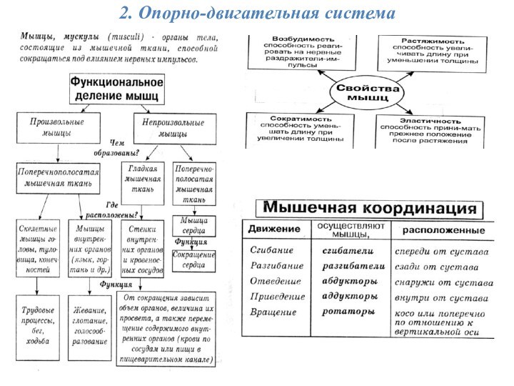 2. Опорно-двигательная система