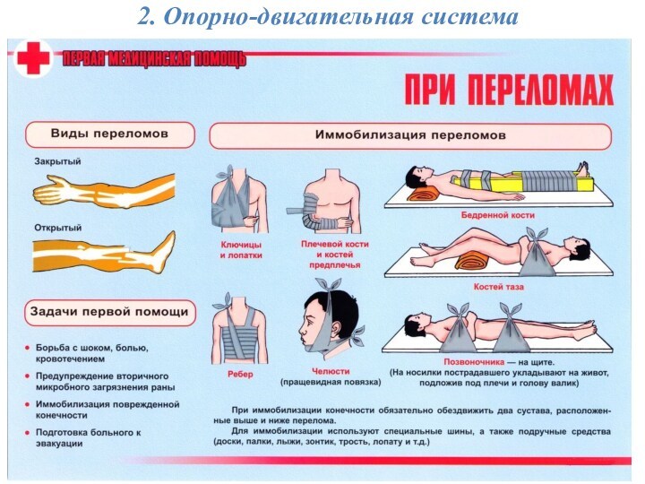 2. Опорно-двигательная система