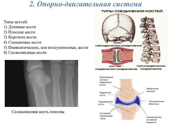 2. Опорно-двигательная системаТипы костей:1) Длинные кости2) Плоские кости3) Короткие кости4) Смешанные кости5) Пневматические, или воздухоносные,