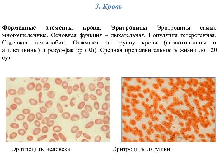 Эритроциты человека 				Эритроциты лягушки Форменные элементы крови. Эритроциты Эритроциты самые многочисленные. Основная функция – дыхательная.