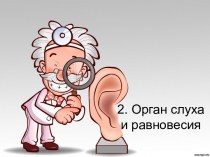 Орган слуха и равновесия
