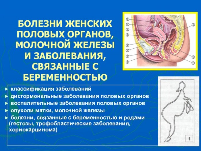 Болезни женских половых органов, молочной железы и заболевания, связанные с беременностью