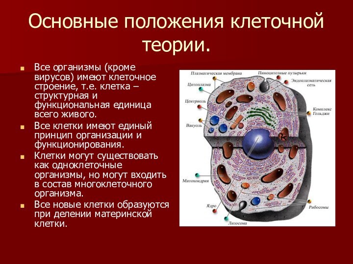Основные положения клеточной теории.Все организмы (кроме вирусов) имеют клеточное строение, т.е. клетка –структурная и функциональная