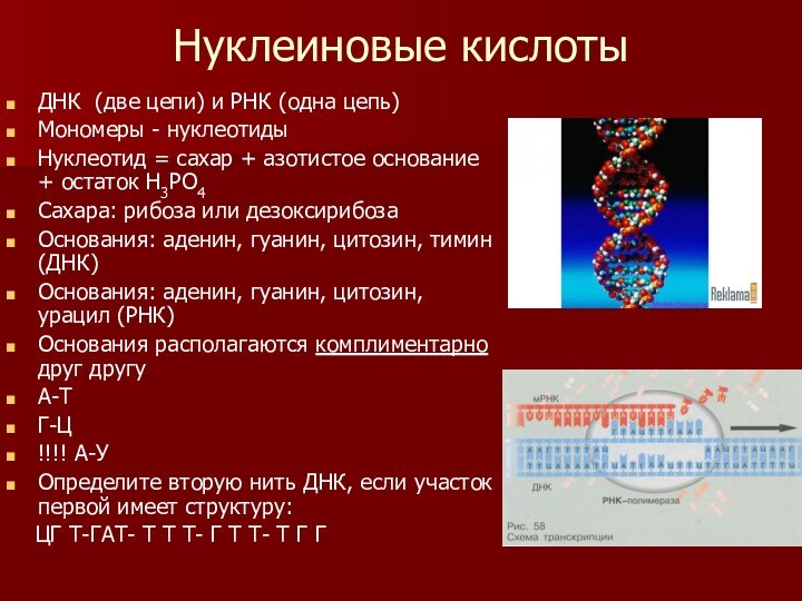 Нуклеиновые кислоты  ДНК (две цепи) и РНК (одна цепь) Мономеры - нуклеотиды Нуклеотид =