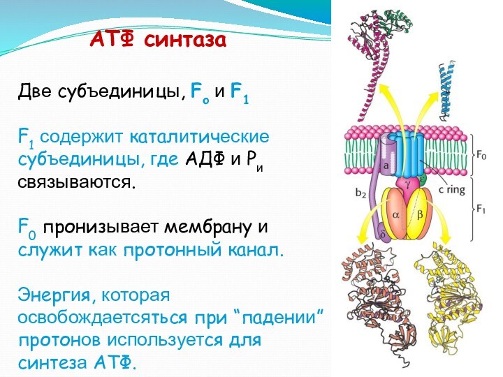 АТФ синтазаДве субъединицы, Fo и F1 F1 содержит каталитические субъединицы, где АДФ и Pи связываются.