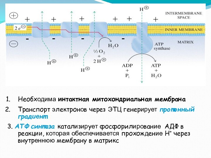Необходима интактная митохондриальная мембранаТранспорт электронов через ЭТЦ генерирует протонный градиент3. AТФ синтаза катализирует фосфорилирование АДФ