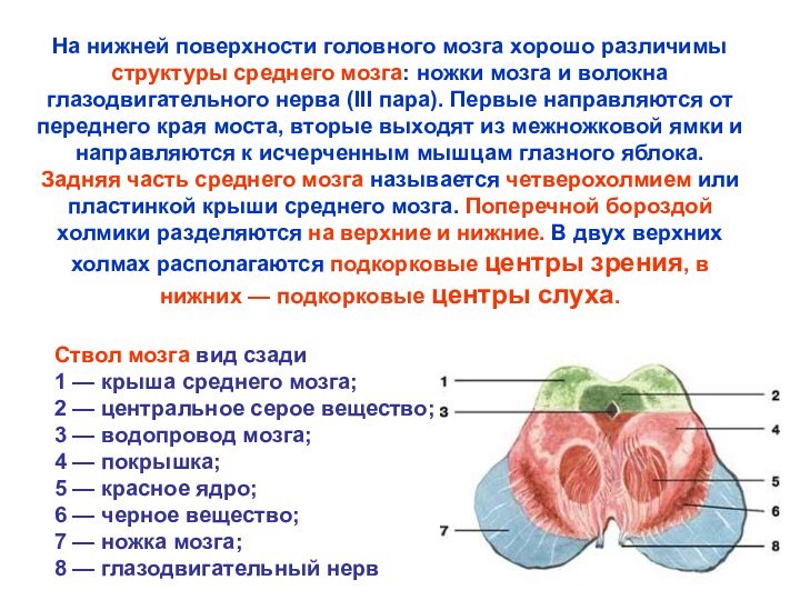 Нс человека строение отделы нс презентация