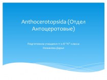 Anthocerotopsida (Отдел Антоцеротовые)