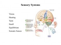 Sensory systems
