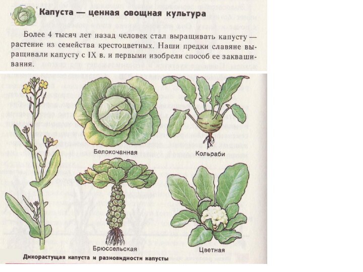 Происхождение культурных растений. Разновидности капусты