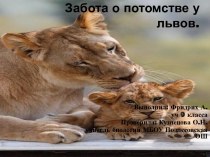 Забота о потомстве у львов
