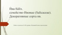 Ива-Sálix. Семейство-Ивовые (Salicaceae). Декоративные сорта ив