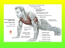 Мышцы головы, шеи, туловища и конечностей