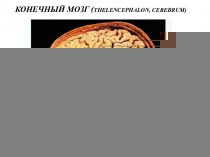 Конечный мозг (thelencephalon, cerebrum)