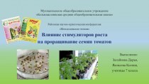 Влияние стимуляторов роста на проращивание семян томатов