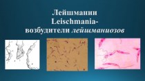 Лейшмании Leischmania - возбудители лейшманиозов