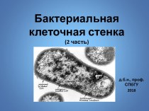 Бактериальная клеточная стенка
