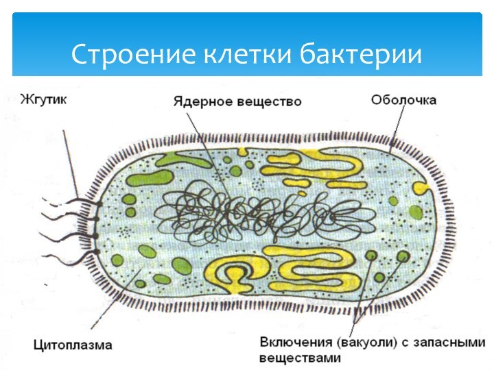 Особенности клетки бактерии 5 класс. Строение бактериальной клетки 10 класс биология. Строение бактерии. Схема строения бактериальной клетки 5 класс. Строение клетки бактерии 5 класс.
