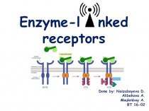 Enzyme-l nked receptors